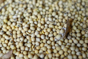 Soybean, dry yet untreated soybean, in the farmer's hangar Soybean, closeup. Open soy pods on the background of dry beans.