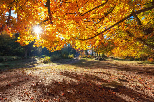 Sun rays through autumn trees. Natural autumn landscape in the forest. Autumn forest and sun as a background. Autumn landscape - image