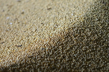 Soybean, dry yet untreated soybean, in the farmer's hangar Soybean, closeup. Open soy pods on the background of dry beans.