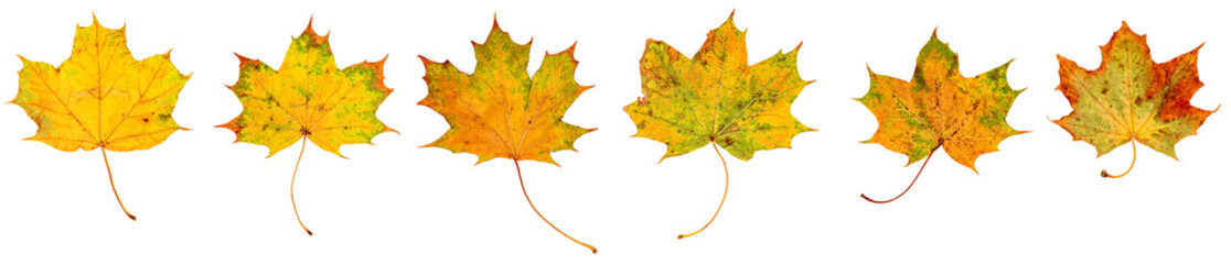 bunte Ahornblätter liegen auf weißem Hintergrund, Freisteller