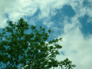 Obraz premium tree and blue sky