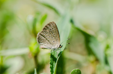 Zizeeria knysna, dark grass blue, African grass blue butterfly, Andalusia, Spain