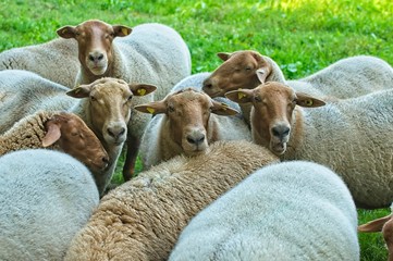 herd of coburg fox sheep