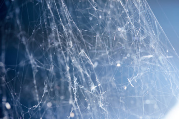 Spider web on wall background