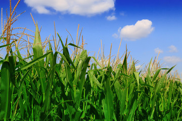 Green field with young corn