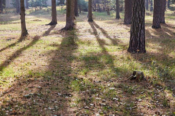 Bright pine park in autumn evening with long shadows of trees