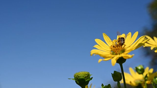 Wild bee on a summer flower pollinating and collecting nectar, the blooming flower sways in the wind against a blue sky.