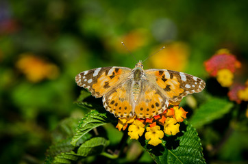 Obraz premium Painted lady, butterfly, (vanesa cardui), basking in sun on flower,. Andalusia, Spain,