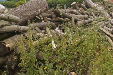 nettles before some tree trunks