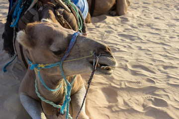 Close up of a tied up camel laying in the fine, golden sand of Sahara desert with colorful ropes