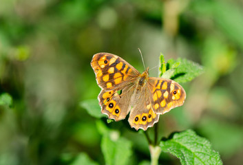 Fototapeta na wymiar Speckled wood, butterfly, Pararge aegeria, sunbathing, Spain.