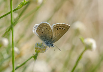 Black-eyed blue (Glaucopsyche melanops), Andalusia, Spain.