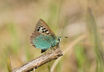 Provence Hairstreak, Tomares ballus, butterfly, Spain.