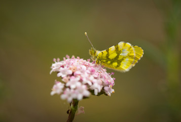 Provence orange tip  (Anthocharis euphenoides). Andalusia, Spain