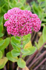 Obraz premium Flowers of the sedum or Orpine, Livelong (hylotelephium Matrona). Summer Flower Heads of the Perennial Succulent - hylotelephium Matrona