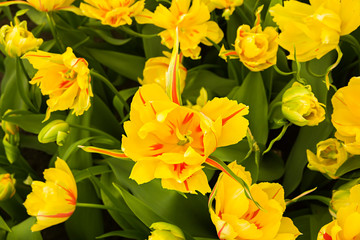 Beautiful Dutch red yellow tulip flowers of special (kind, variety) breed field in spring time, the Netherlands (Holland), Keukenhof, Lisse
