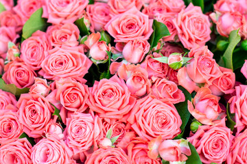 A lot of pink romantic roses in a bouquet on top for a gift and expression of feelings. Background.