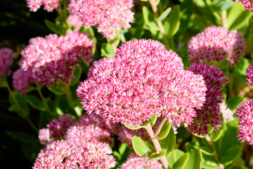 Flowers of the sedum or Orpine, Livelong (hylotelephium Matrona). Summer Flower Heads of the Perennial Succulent - hylotelephium Matrona