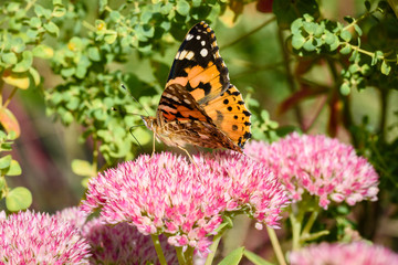 Flowers of the sedum or Orpine, Livelong (hylotelephium Matrona). Summer Flower Heads of the Perennial Succulent - hylotelephium Matrona
