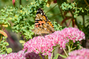 Flowers of the sedum or Orpine, Livelong (hylotelephium Matrona). Summer Flower Heads of the Perennial Succulent - hylotelephium Matrona