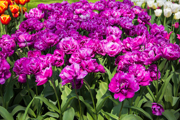 Fototapeta premium Beautiful Dutch purple crimson tulip flowers of special (kind, variety) breed field in spring time, the Netherlands (Holland), Keukenhof, Lisse