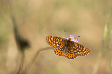Marsh fritillary, Euphydryas aurinia Beckeri, Spain, Europa.