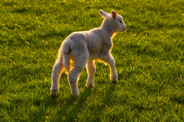 Obraz premium Evening sun behind a lamb