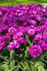 Beautiful Dutch purple crimson tulip flowers of special (kind, variety) breed field in spring time, the Netherlands (Holland), Keukenhof, Lisse