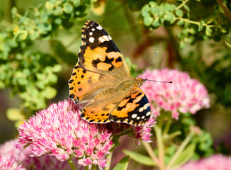 Flowers of the sedum or Orpine, Livelong (hylotelephium Matrona). Summer Flower Heads of the Perennial Succulent - hylotelephium Matrona