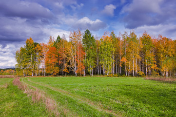 Rural landscape mown meadow against the background of the forest on the horizon. Early autumn.