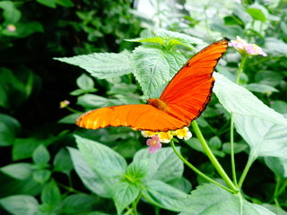 colourfull butterfly on a leaf