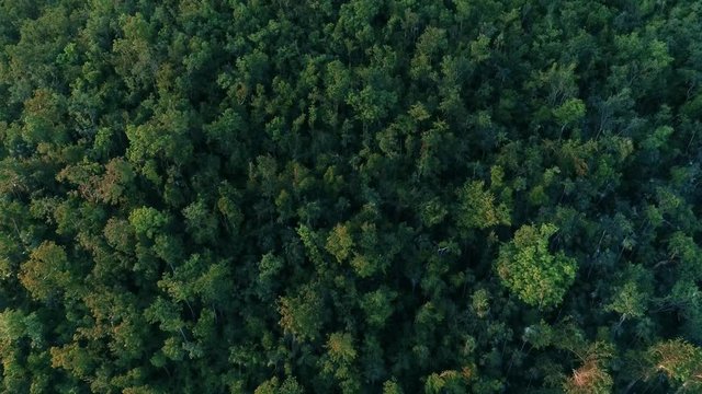 St Thomas rain forest aerial view