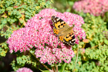 Flowers of the sedum or Orpine, Livelong (hylotelephium Matrona). Summer Flower Heads of the Perennial Succulent - hylotelephium Matrona
