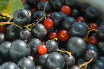 Mixed berries Currants and Lingonberries close up
