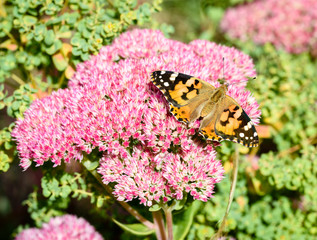 Flowers of the sedum or Orpine, Livelong (hylotelephium Matrona). Summer Flower Heads of the Perennial Succulent - hylotelephium Matrona