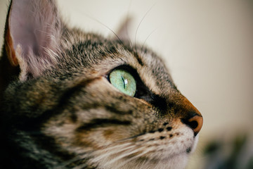 Close up view of green cat eye. Beautiful cat portrait with focus in the eye. . 