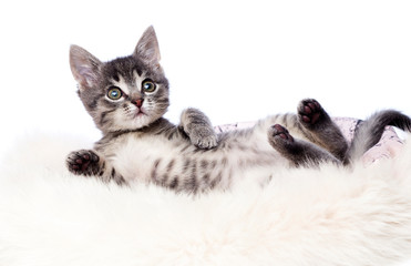 striped kitten in a fluffy blanket