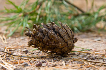 pine cone on a branch