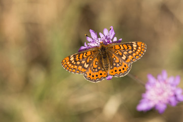 Marsh fritillary, Euphydryas aurinia Beckeri, Spain, Europa.