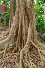 Hanging roots of an exotic tropical tree