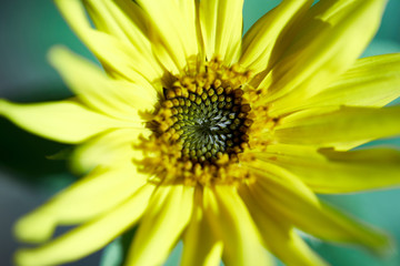 Yellow flower in the garden