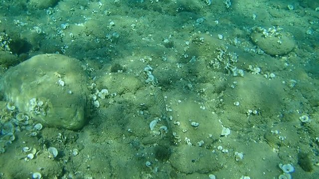 Sand steenbras or striped seabream (Lithognathus mormyrus)