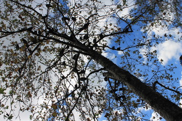 looking up the sky from under a very tall tree in autumn