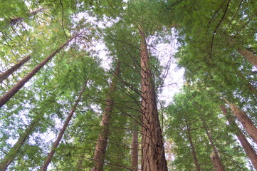 Fototapeta premium Redwoods branches in a forest of Cantabria, Spain