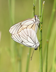 Black-veined White, butterfly (Aporia crataegi),, courtship, mating,, Andalusia, spain.