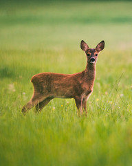 Deer