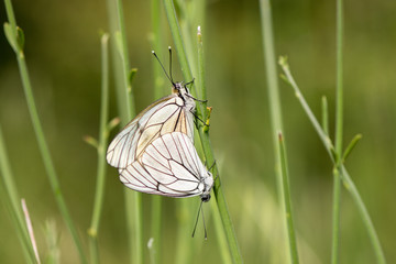 Black-veined White, butterfly (Aporia crataegi),, courtship, mating,, Andalusia, spain.