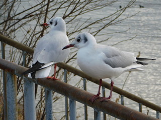 柵に並んで留まるユリカモメ
