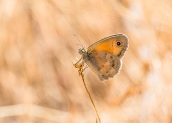Small heath butterfly, (coenonympha pamphilus) resting on dry weed. Andalusia, Spain.