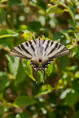 Southern Scarce Swallowtail, Iphiclides feisthamelii butterfly, feeding on Thyme. Spain.